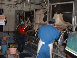 ﾐﾙｷﾝｸﾞﾊﾟｰﾗｰで搾乳作業