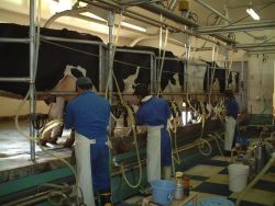 ﾐﾙｷﾝｸﾞﾊﾟｰﾗｰで搾乳作業